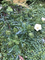 Hibiscus richardsonii