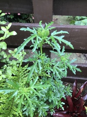 Hibiscus richardsonii