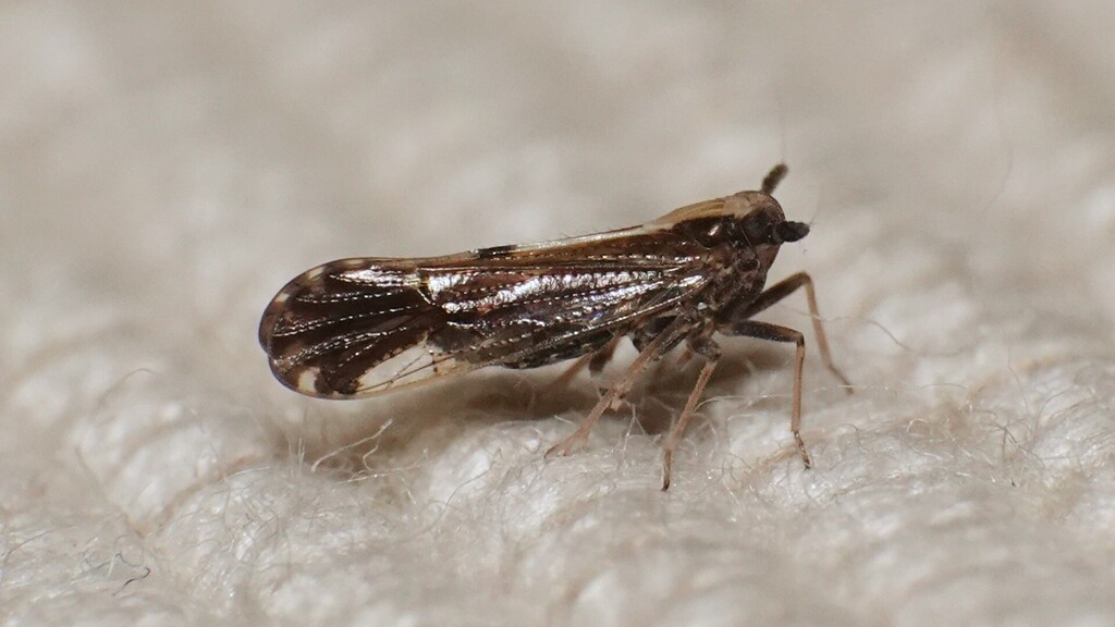 Perkinsiella dorsata