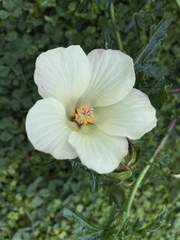 Hibiscus richardsonii
