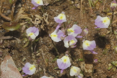 Utricularia livida