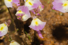 Utricularia livida