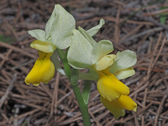 Orchis pauciflora