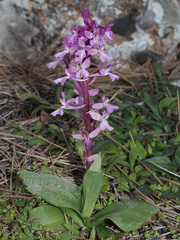 Orchis × sezikiana