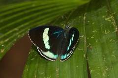 Diaethria neglecta