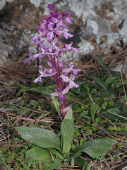 Orchis × sezikiana