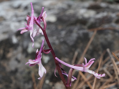 Orchis × sezikiana