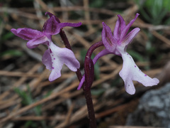 Orchis × sezikiana
