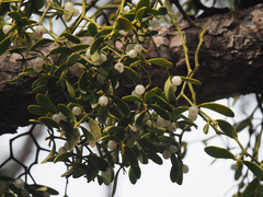 Viscum album creticum
