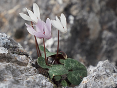 Cyclamen creticum