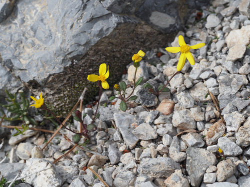 Representative image of Senecio leucanthemifolius leucanthemifolius