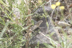 Sceloporus scalaris
