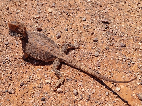 Central Bearded Dragon