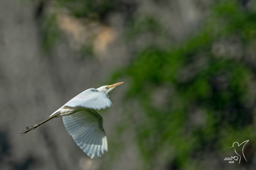 Eastern Cattle-Egret