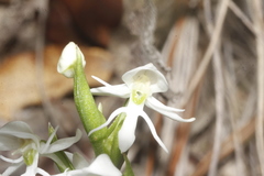 Habenaria lactiflora