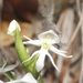 Habenaria lactiflora - Photo (c) Juan Cruzado Cortés, some rights reserved (CC BY-SA), uploaded by Juan Cruzado Cortés