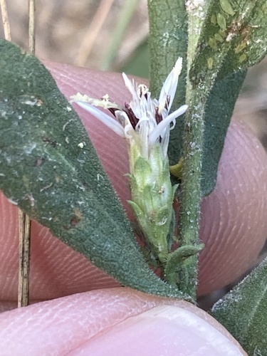 Oregon whitetop aster (Sericocarpus oregonensis)