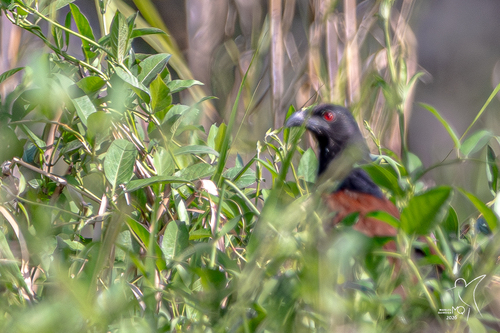 Greater Coucal
