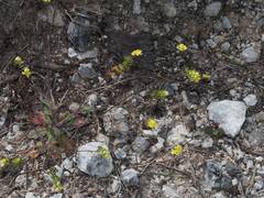 Biscutella didyma apula