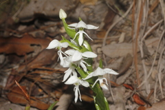 Habenaria lactiflora