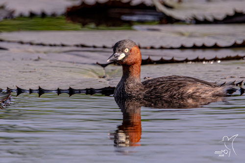 Little Grebe