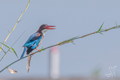 White-throated Kingfisher