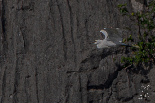 Little Egret