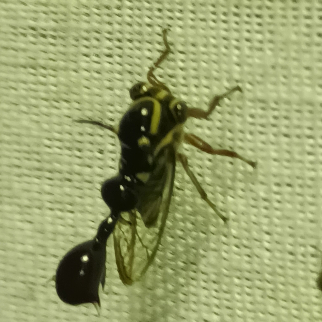 Heteronotus camaroni