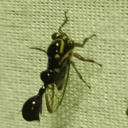 Heteronotus camaroni