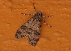 Eucereon myrina