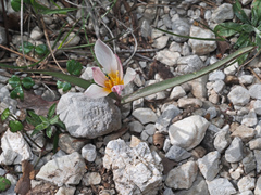 Tulipa cretica