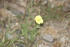 Oenothera flava