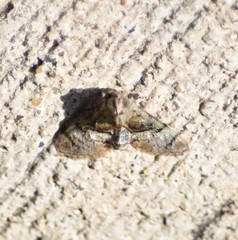 Macalla glastianalis