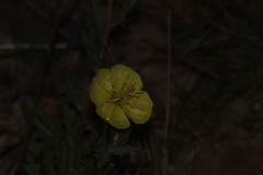Oenothera flava