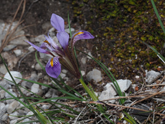 Iris unguicularis cretensis