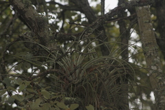 Tillandsia erubescens