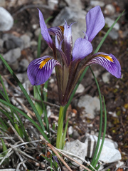 Iris unguicularis cretensis