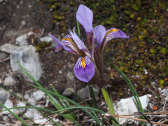 Iris unguicularis cretensis