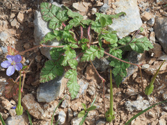 Erodium gruinum