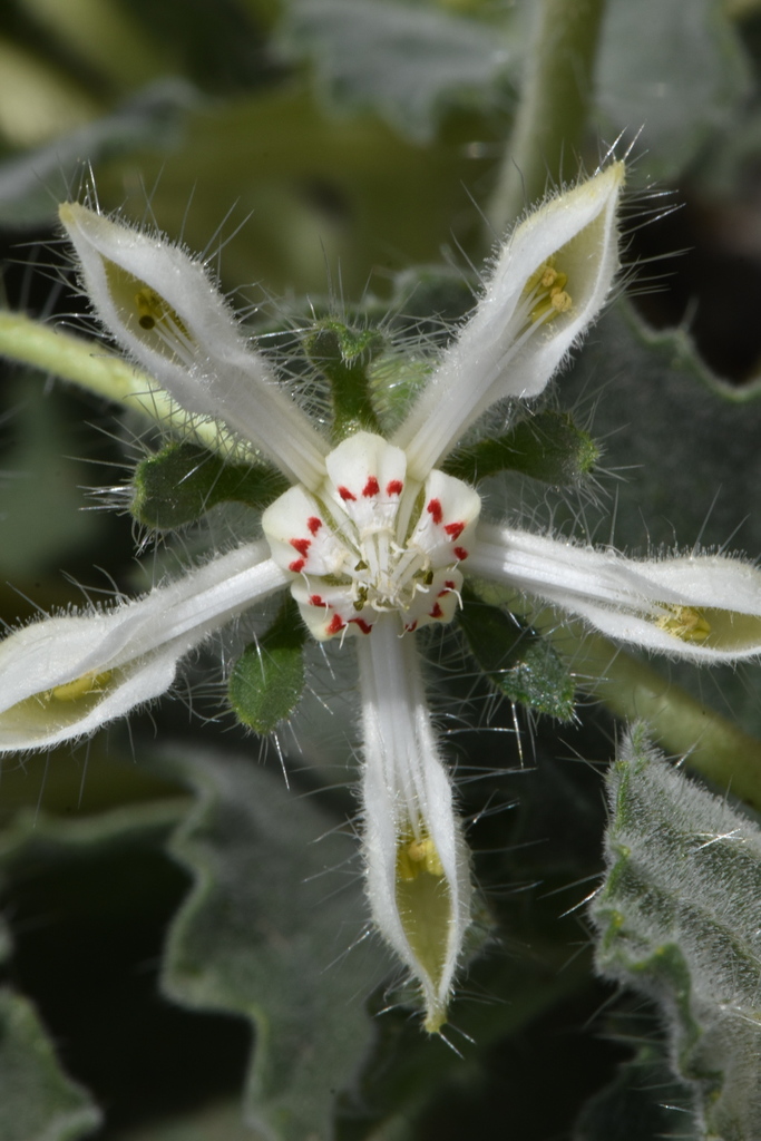 Loasa pallida