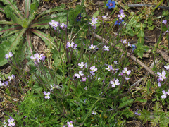 Malcolmia chia
