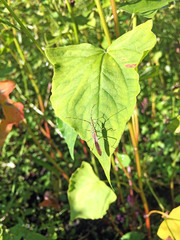 Leptocorisa chinensis