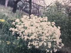 Crambe tataria