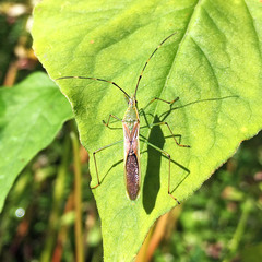 Leptocorisa chinensis