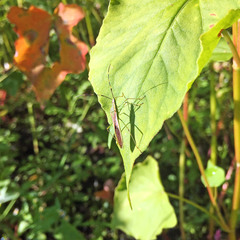 Leptocorisa chinensis