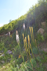 Eremurus robustus