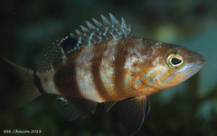 Serranus hepatus