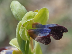 Ophrys fusca iricolor