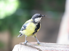 Parus major
