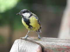 Parus major